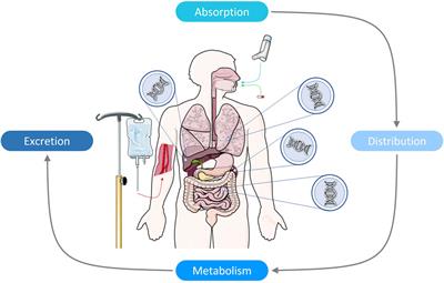 Utility of pharmacogenetic testing to optimise antidepressant pharmacotherapy in youth: a narrative literature review